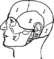 границы анатомических областей головы